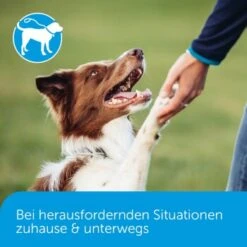 ADAPTIL Calm Halsband Anti Stress Erziehungshalsband S-M -Trixie Verkäufe 18c946a752892f4e19b912cbebf4186fdea7e93c 1204441 5