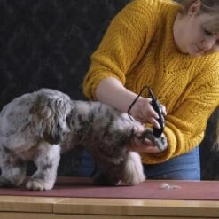 Moser Schermaschine REX MINI 7 Moser Schermaschine REX MINI -Trixie Verkäufe 26311403a9d7b70c3de3d6d478c9b7979d52d818 8d6659a959561a0e293ec7332a89fd631110efed