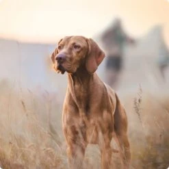 REAL NATURE Adult Pouches 6x300g Hirsch & Huhn -Trixie Verkäufe 2a7e6cb20be89e03efc3fb044f52385d1267f3cd 1314110 de DE Real Nature Original Dog bild 4