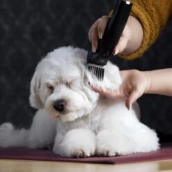 Moser Schermaschine Arco Pro 17 Moser Schermaschine Arco Pro -Trixie Verkäufe 365e29754c538dcc259069da0cc9793e69d0b654 8ffdd5bc19f3a136ec865d6030d040722a7ad1c3