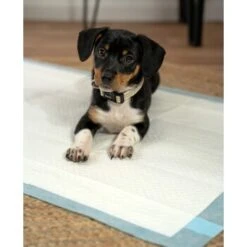 Lionto Welpenunterlage 6-lagig L -Trixie Verkäufe 4274421ea2d35125f015c28a49d1a6bdcfc126a3 1665927 de DE 302567d508aecfa59a43e3f8f707de496aef7c58MXzLu8