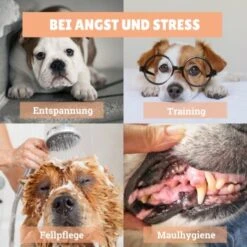 BeG Buddy [2-er] Leckmatte Für Hunde / Katzen, Schleckmatte Mit Saugnäpfen -Trixie Verkäufe 4a9b8a291baf5e718e0f4039d5ac92c5afd61fba 1457253 de DE d924f0bb8e68101ebbb22782b82d5b2a367631bd9eQU5p