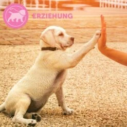 ADAPTIL Junior Halsband Anti Stress Erziehungshalsband -Trixie Verkäufe 67b89bee3850f699c65a5983d0d06574d2ec9208 1287044 7