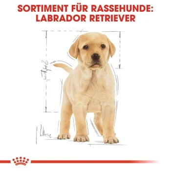 ROYAL CANIN Labrador Retriever Puppy 12 Kg 5 ROYAL CANIN Labrador Retriever Puppy 12 Kg – Bild 5