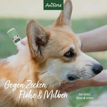 Aniforte Spot-on Für Hunde Ectoprotex 2 Aniforte Spot-on Für Hunde Ectoprotex – Bild 2