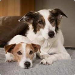 SELECT GOLD Sensitive Adult Mixpaket 6x400g Mixpaket 1 -Trixie Verkäufe 6abb6915af23c615d0cf74853b0a3bb663e7931c 1096086 de DE 4 Select Gold Dog 5