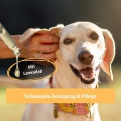 BeG Buddy Ohrreiniger Für Hunde, Juckreiz, Verschmutzung & Ohrmilben, Ohrenpflege Hund -Trixie Verkäufe 7b60a3022ebb426552422fbdc4dd8d77c64be8cf 1500787 de DE b51c870aaae4933941aa890d02263a49251d01d5OgvvjE