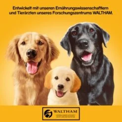 Pedigree Classic 12x800g 3 Sorten Geflügel -Trixie Verkäufe 83c0001e15f2d8aa8d8ce31c6ed7d9866ef560bf 1100606 de DE pedigree 1