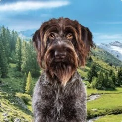 REAL NATURE Country Selection 6x800g Alpine Mit Alpenrind & Truthahn -Trixie Verkäufe 994f675da00c981c1590f6030ee7cf430d718038 1237409004 de DE Real Nature Selection Dog Bild