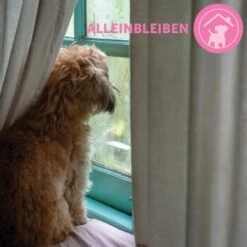 ADAPTIL Junior Halsband Anti Stress Erziehungshalsband -Trixie Verkäufe 9bbf7e6f41f83b5fa8b29d667d967c1e0968de59 1287044 8