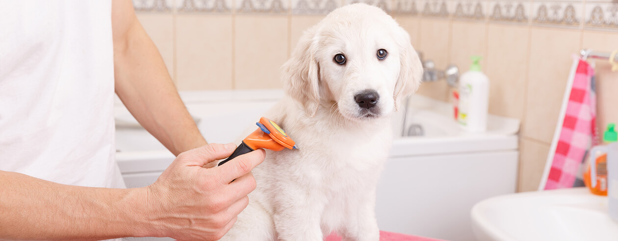 Trixie Verkäufe -Trixie Verkäufe