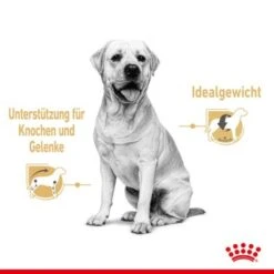 ROYAL CANIN Labrador Retriever Adul Stückchen In Soße 10x140g -Trixie Verkäufe aeb19e4cdbaaca5cbebad4d6e972e6da4799c103 97daf81f0e230cf8456b48a254b246e5816be7c2