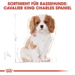 ROYAL CANIN Cavalier King Charles Puppy 1,5kg 16 ROYAL CANIN Cavalier King Charles Puppy 1,5kg -Trixie Verkäufe b61aedf9bd8d9f993d38a0d1f624b61ac5587ac8 37c744fbbc45bd93069752b44af4a2e5d6bff7a9