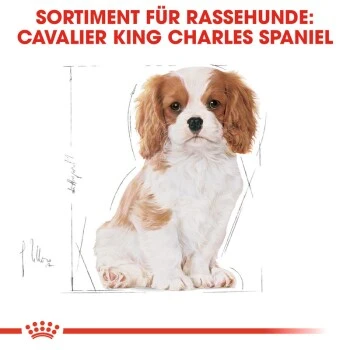 ROYAL CANIN Cavalier King Charles Puppy 1,5kg 8 ROYAL CANIN Cavalier King Charles Puppy 1,5kg – Bild 8
