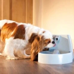 PetSafe Drinkwell Trinkbrunnen Original, 1,5 Liter -Trixie Verkäufe cb67b5accb6fdd9ec3530e007fd4ef1689efc995 0a695b0c941d72c4fef9fa23bc6300c73cab799d