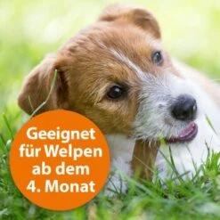 Ardap Spot-On Für Hunde M -Trixie Verkäufe cc8226a4311440444ba61845d05b9ea4b0fb5388 1150898 de DE eaa998d5d9a4dddabb20499675a876ce02b34af5Ub2MBM