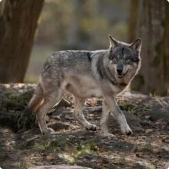 REAL NATURE Wilderness Adult High Ground 6x400 G -Trixie Verkäufe d8df16d01d44eca47dceb4029baf88ff4ded8402 1248542 de DE Real Nature Wilderness Dog bild 9