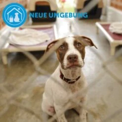 ADAPTIL Calm Halsband Anti Stress Erziehungshalsband S-M -Trixie Verkäufe d9bbd74a63f2c6a012923d517365dbb7e82e2006 1204441 9