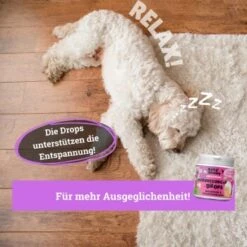 BeG Buddy Beruhigungsmittel Anti Stress -Trixie Verkäufe e508e321b670c48b8e0200cb260a2948b686e5df 1457250 de DE b3b765708a527c30f34f0f58c8595c44fbb0998aiAYJk8