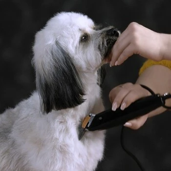 Moser Schermaschine REX 5 Moser Schermaschine REX – Bild 5